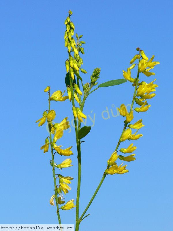 Komonice nať řezaná